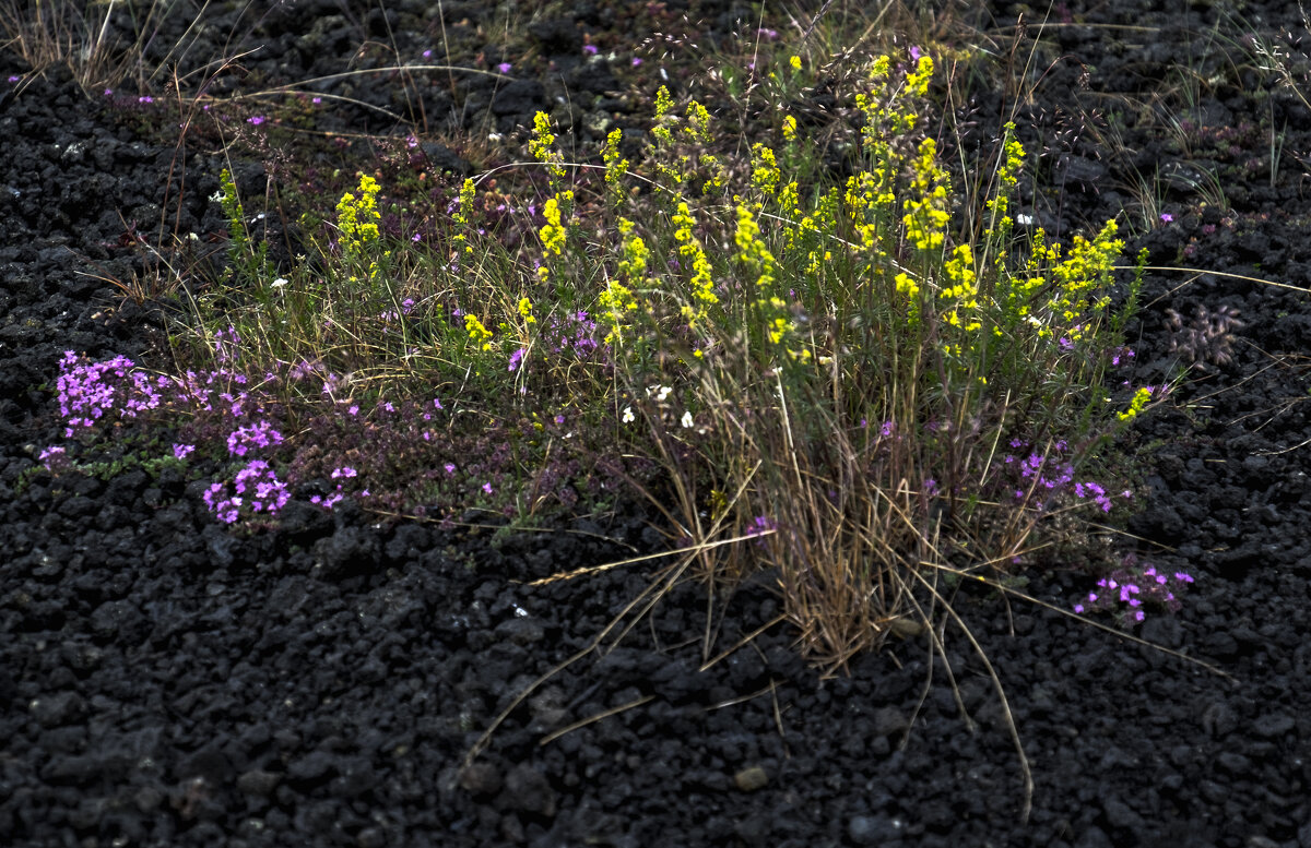 ** - Александр Липовецкий