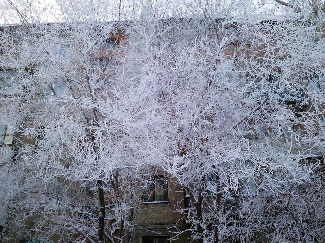 кружева инея на деревьях - Валентина 