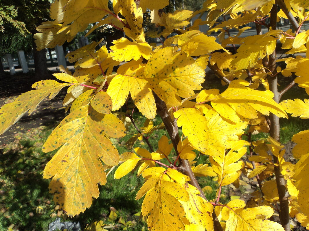 ...листья желтые - марина ковшова ...листья желтые - марина ковшова