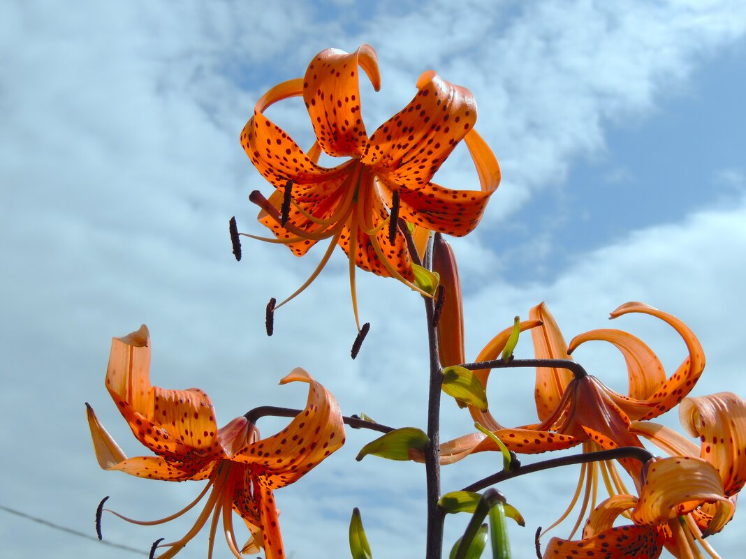 Тигровые лилии - Вячеслав Маслов Тигровые лилии - Вячеслав Маслов