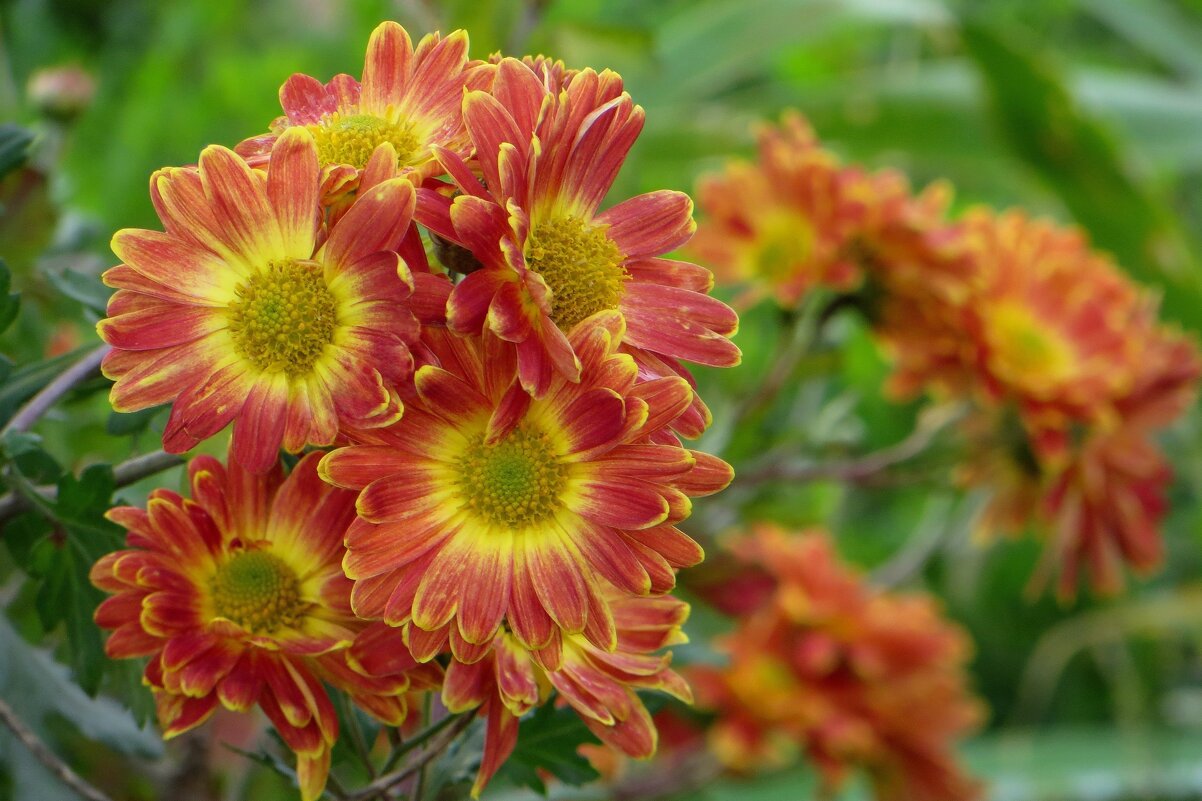 Яркие дубки-хризантемы - Татьяна Смоляниченко Яркие дубки-хризантемы - Татьяна Смоляниченко