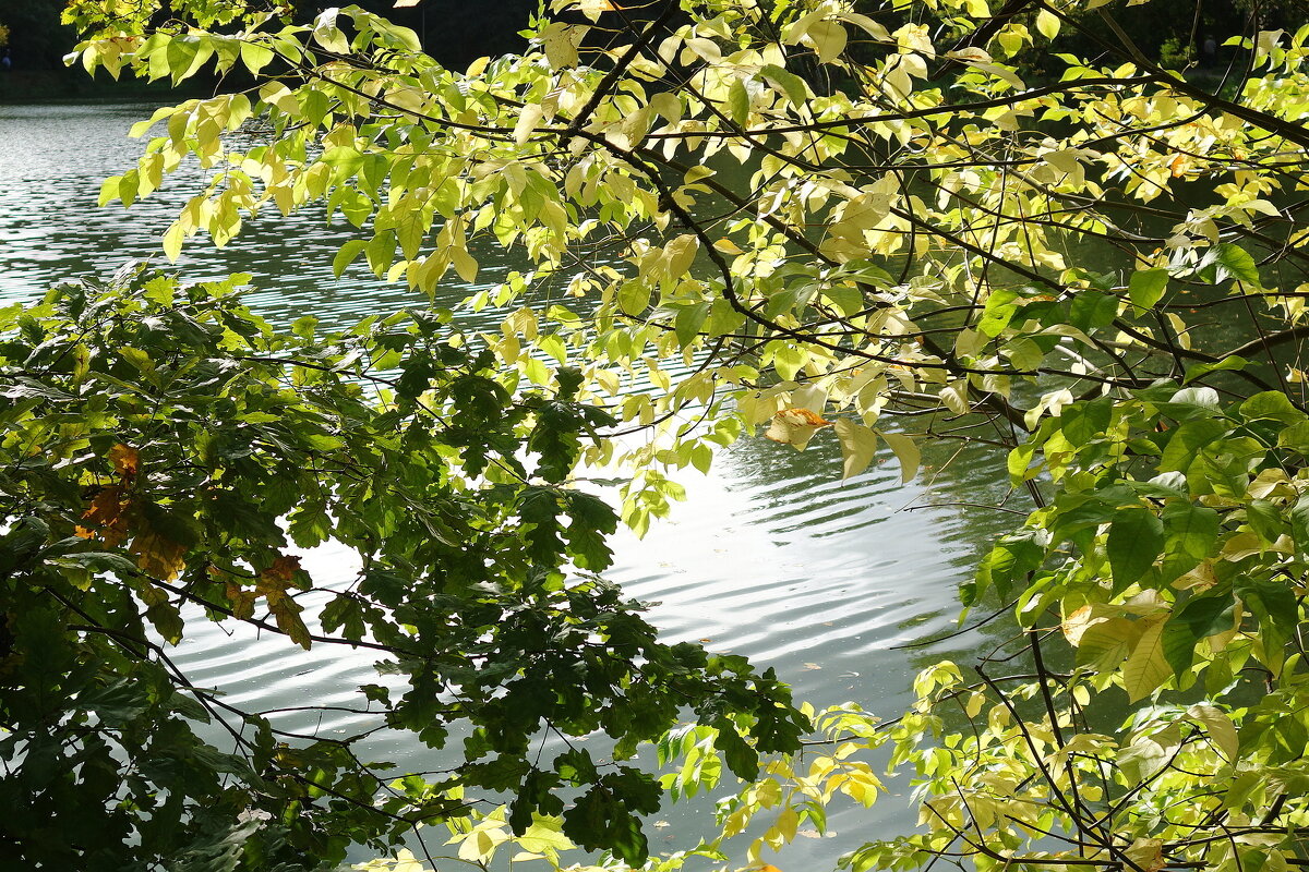 Октябрь - Рита Симонова Октябрь - Рита Симонова