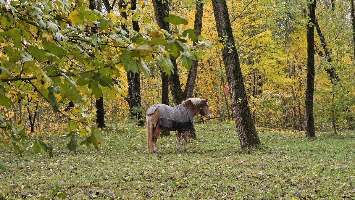 Осень - Сергей Черник