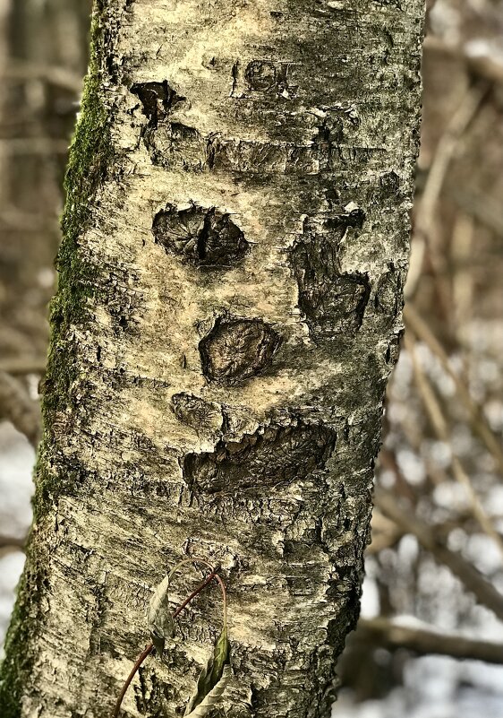 Ухмылочка Берёзовая) - Любовь Ухмылочка Берёзовая) - Любовь