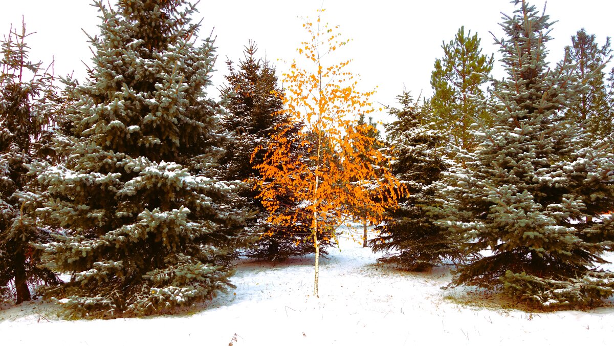 Последняя из золотой осени... - Sergey Gordoff Последняя из золотой осени... - Sergey Gordoff