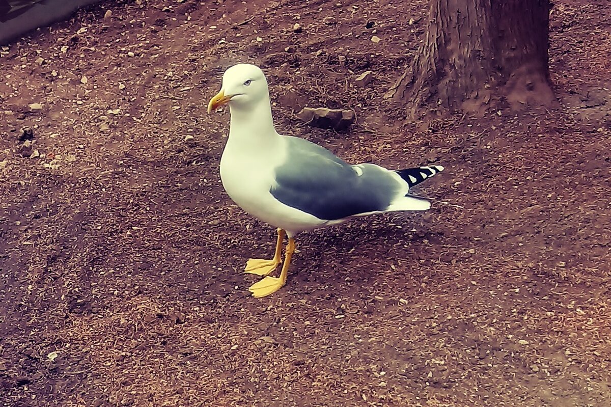 Чайке снится море, лето... - Елена (ЛенаРа) Чайке снится море, лето... - Елена (ЛенаРа)