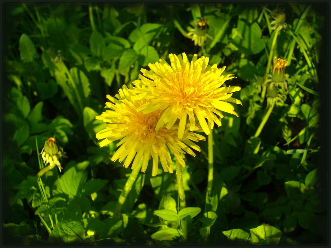 Любовь... - Лия ☼ Любовь... - Лия ☼