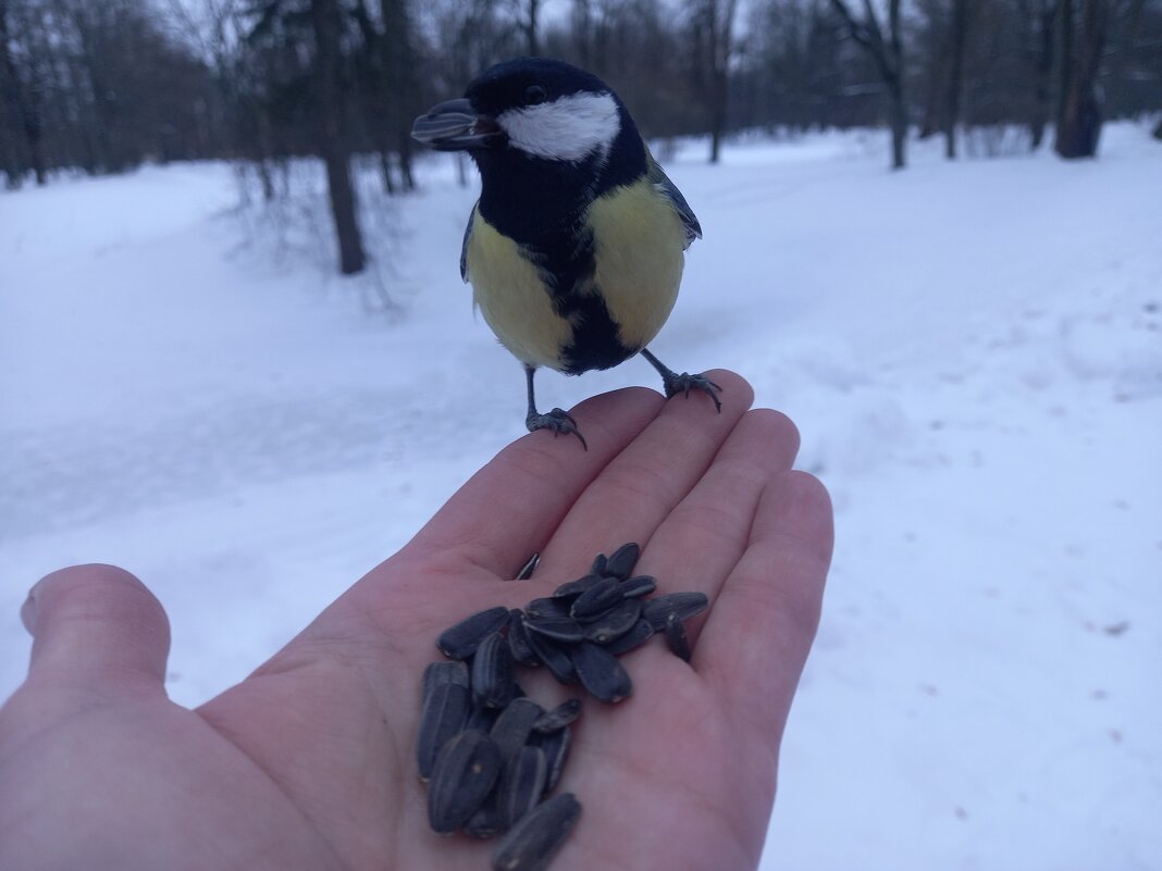 Синица - Сапсан 