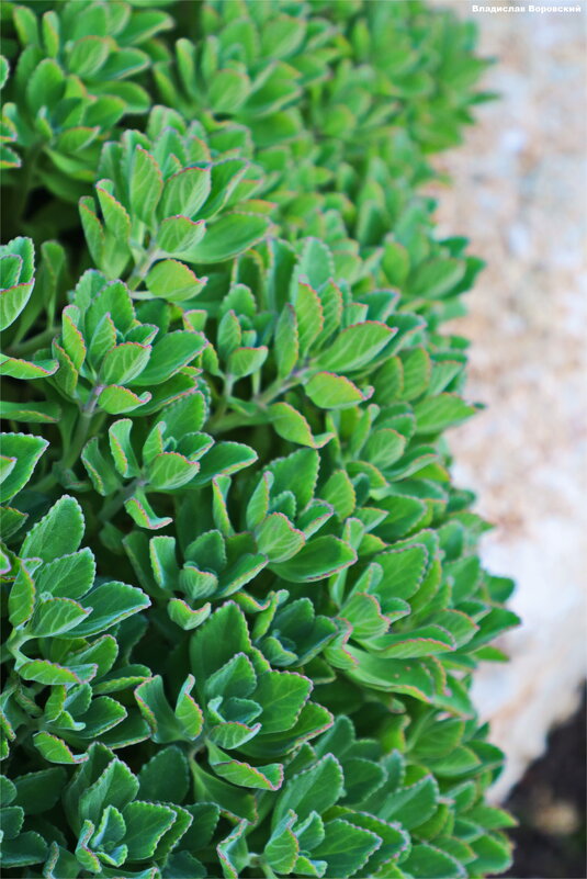 листики осень - Владислав Воровский листики осень - Владислав Воровский