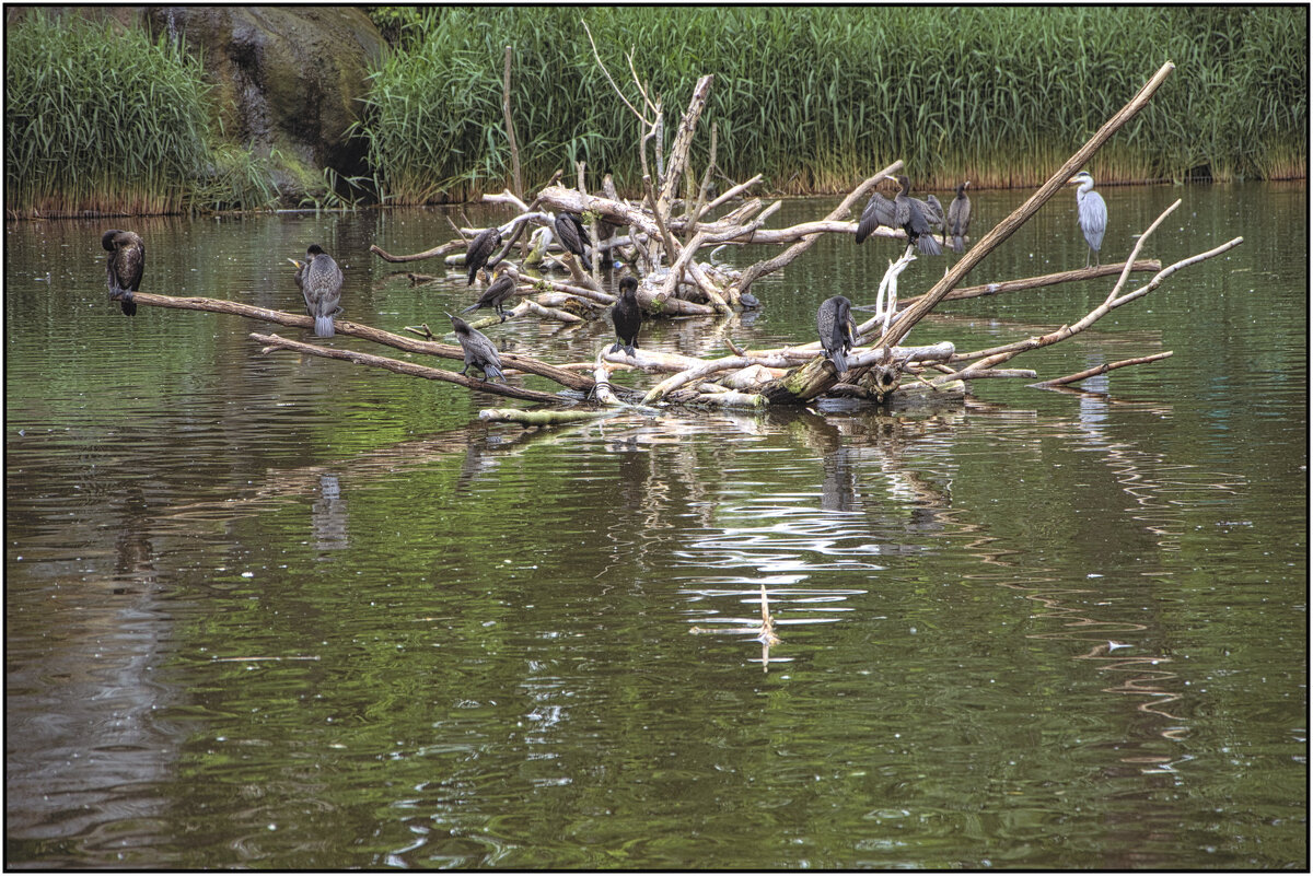 Б у д а п е ш т    2019 май     Зоопарк в Венгрии - ujgcvbif 