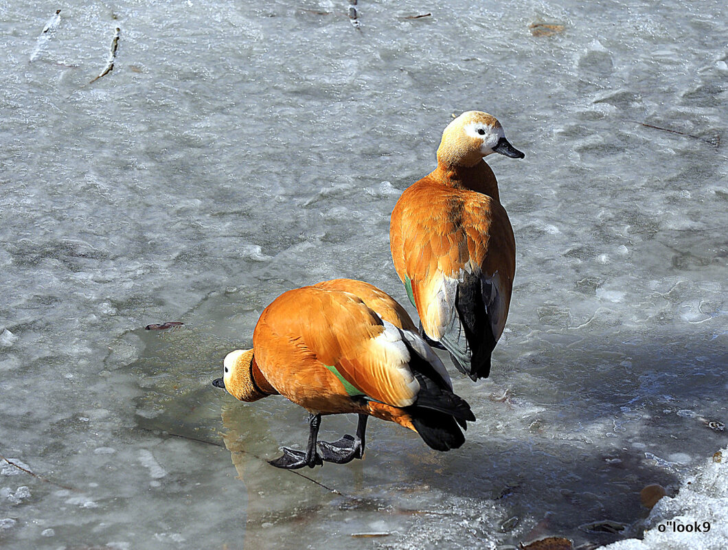 парочка - Олег Лукьянов парочка - Олег Лукьянов