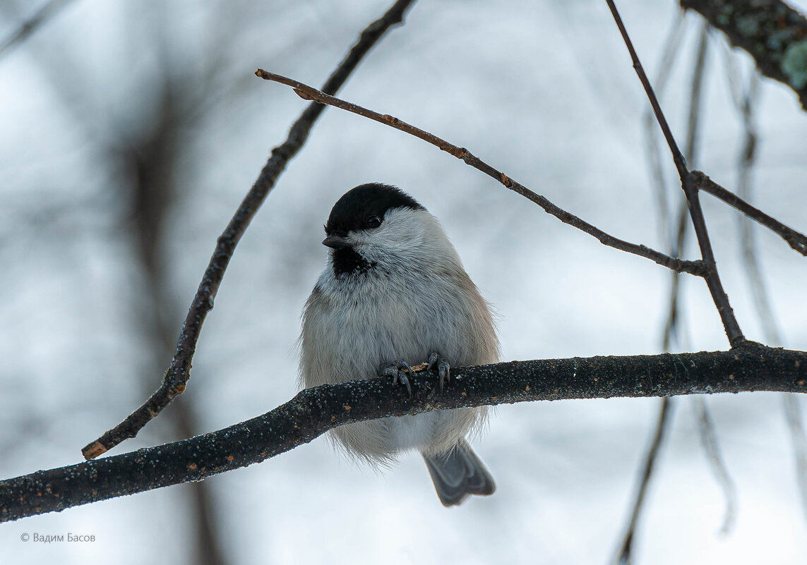 Черноголовая гаичка (Parus palustris). Птицы Сибири. - Вадим Басов