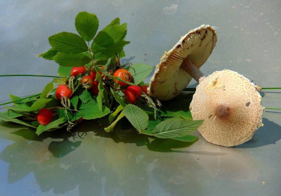 Лесная зарисовка. - nadyasilyuk Вознюк Лесная зарисовка. - nadyasilyuk Вознюк