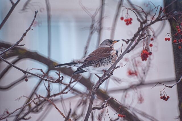 Рябиник - Александр Леонов