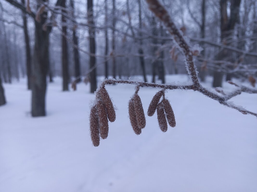 Орешник - Сапсан 