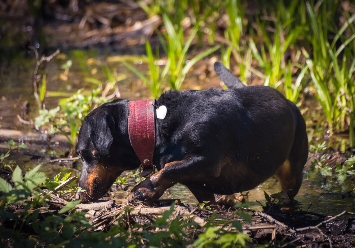 Таксы грязи не боятся! - Андрей Андрианов Таксы грязи не боятся! - Андрей Андрианов