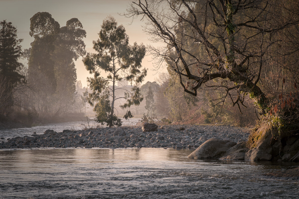 Trees In Chakvistskali River - Fuseboy 