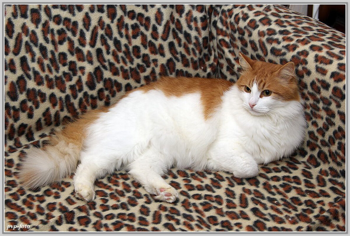 Марсик - Владимир Попов