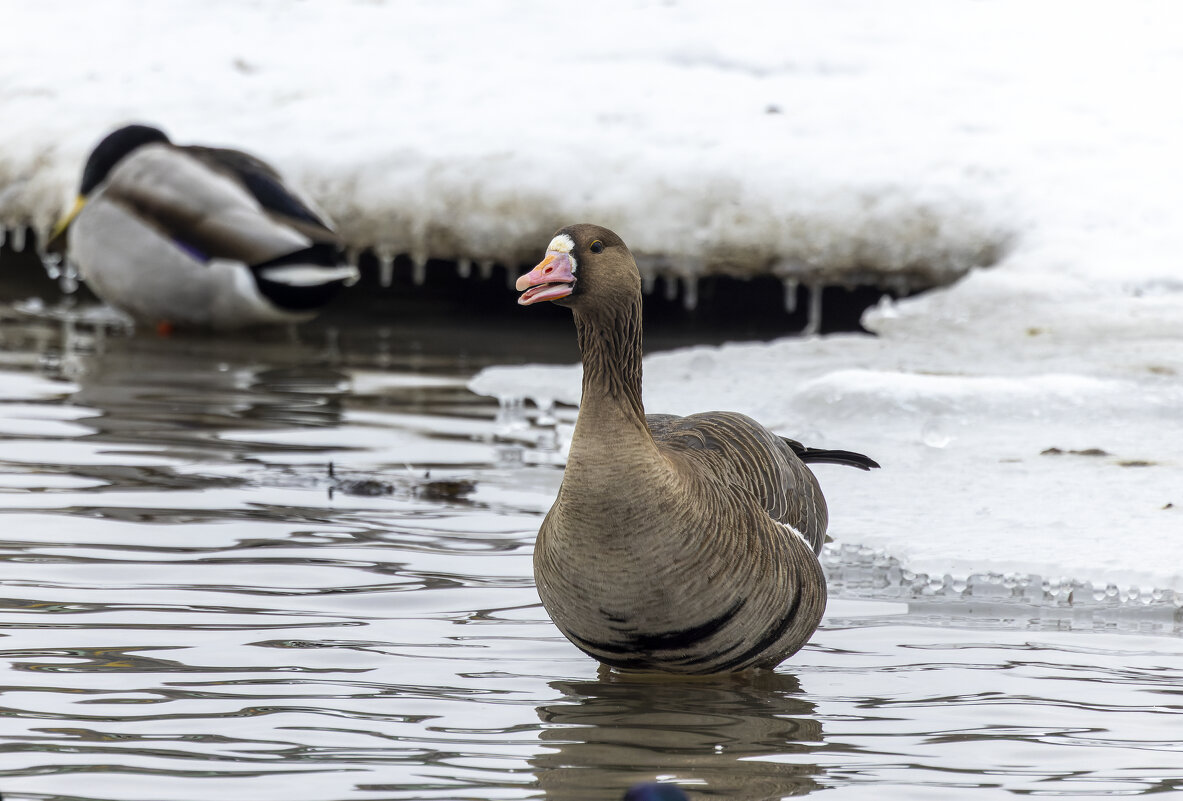дикий гусь - юрий макаров