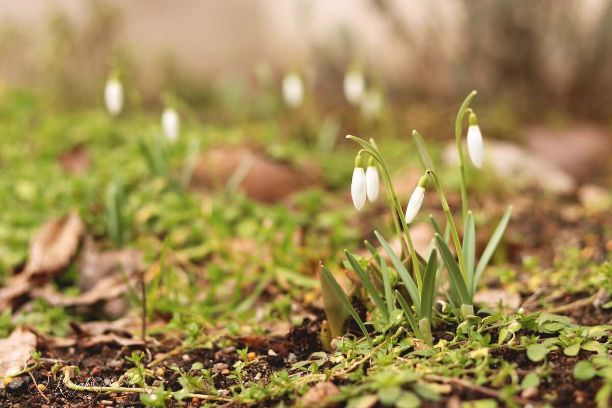 *** - Елена Kазак (selena1965)
