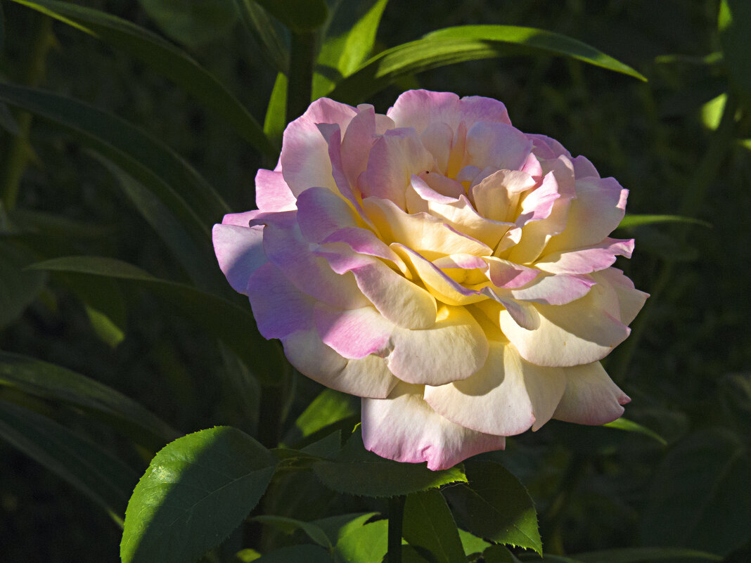 Роза в лучах солнца - Валентин Семчишин