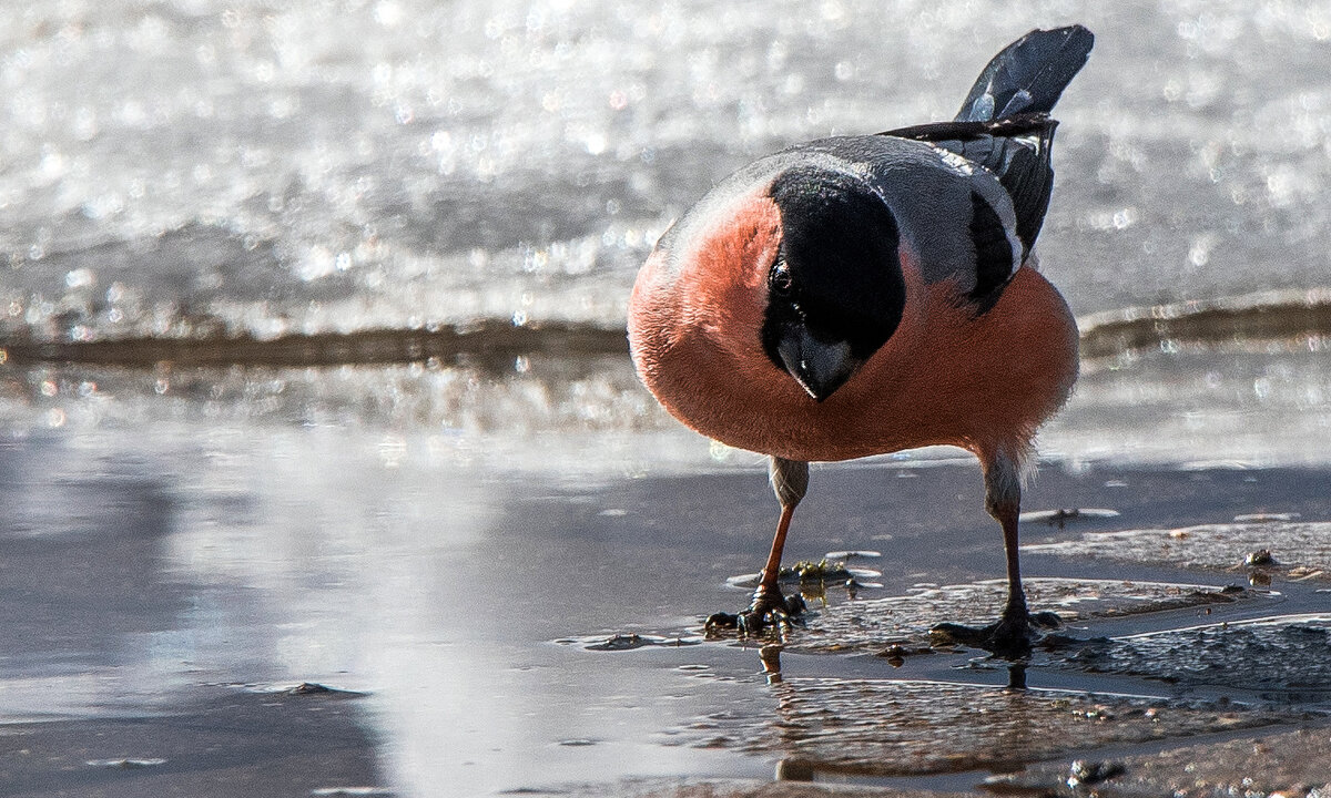 "Пить или не пить?" - Владимир Безбородов