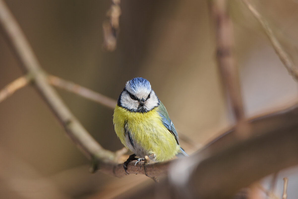 Лазоревка - Alex Bush Лазоревка - Alex Bush