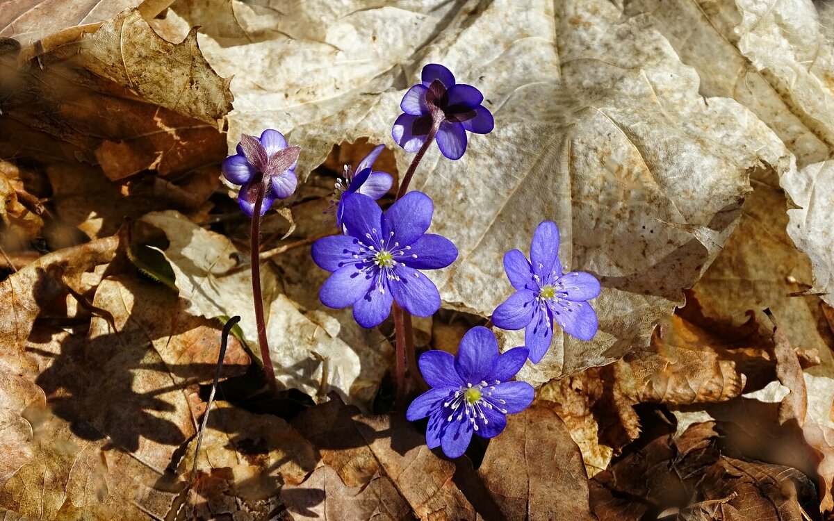 Первые печёночницы этого года. - Милешкин Владимир Алексеевич 