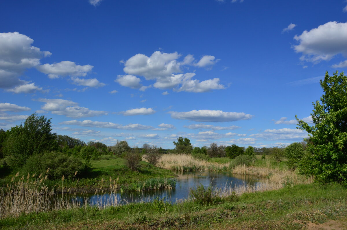 Местная река. - Виктор 