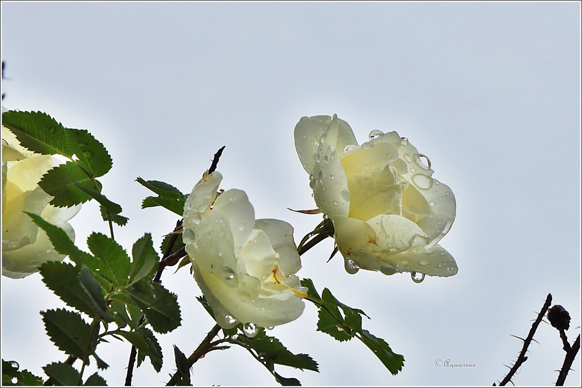 Про летний дождь... - Aquarius - Сергей