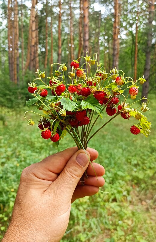 Летнее - Пасечник 