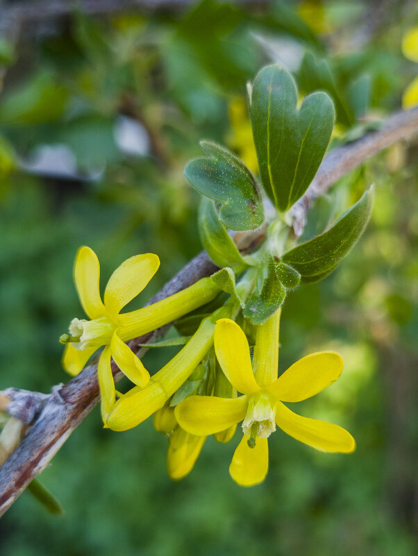 Цветёт йошта - Валерий Ткаченко