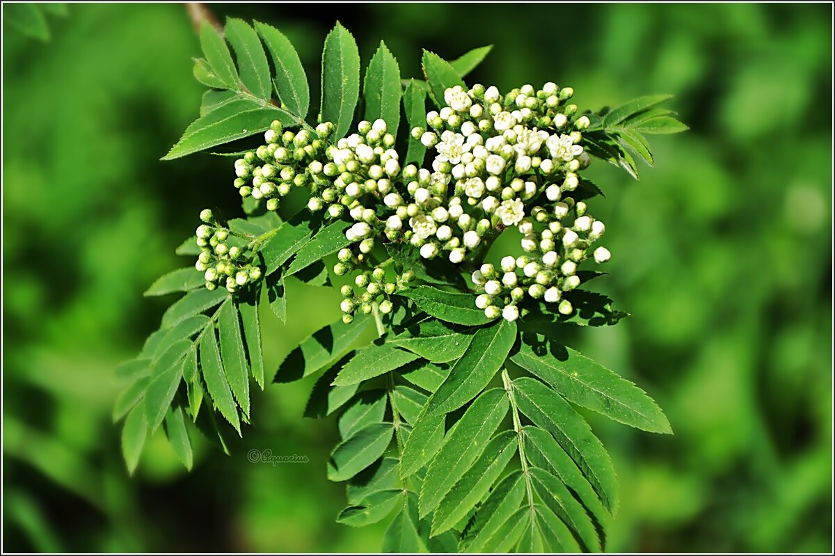 Про рябину... - Aquarius - Сергей Про рябину... - Aquarius - Сергей