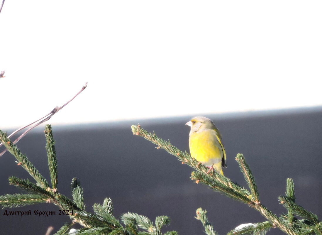 Весенняя песенка зеленухи - Дмитрий Ерохин Весенняя песенка зеленухи - Дмитрий Ерохин