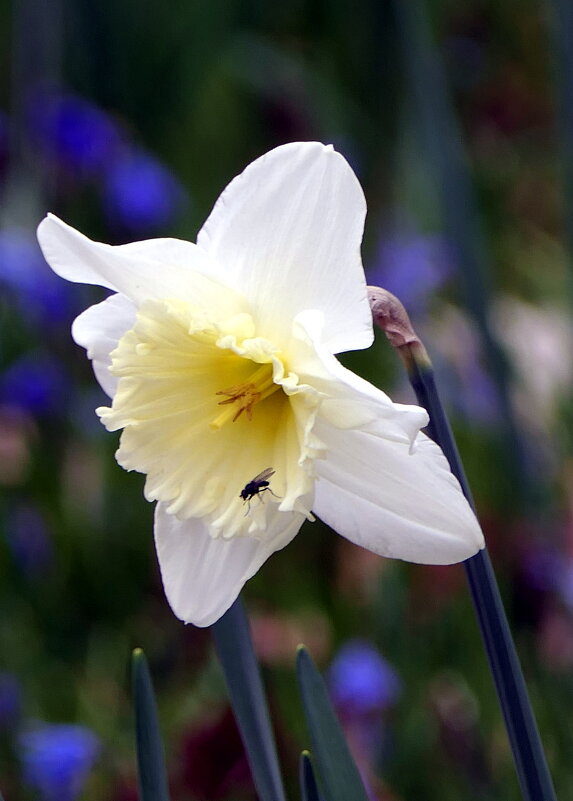 Мир Природы "The Natural World" - Весеннее пробуждение... ПРИВЕТ-ВСЕМ. - "The Natural World" Александер