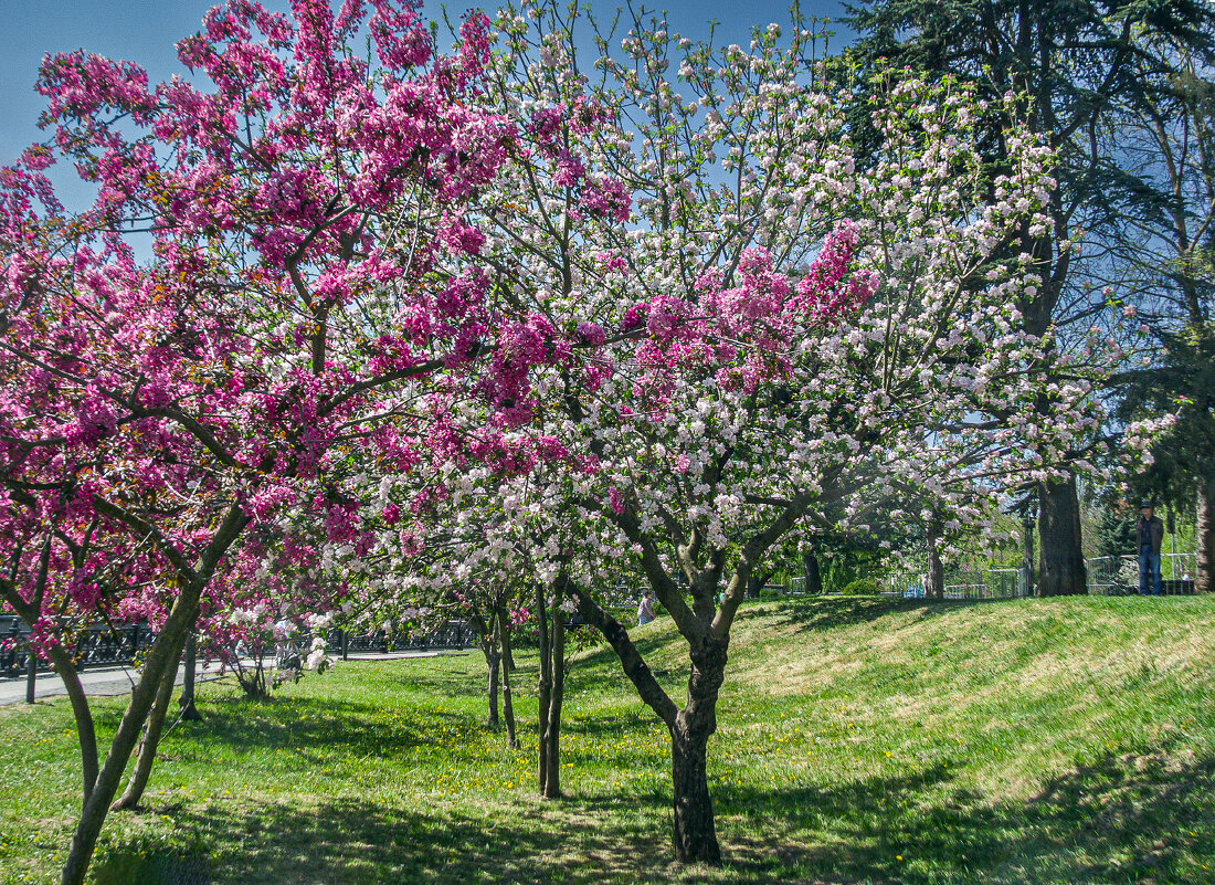 Наш парк.Цветение - Варвара Наш парк.Цветение - Варвара