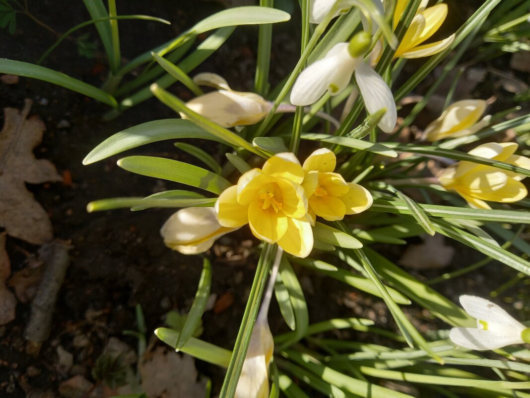 Крокус - Сапсан 