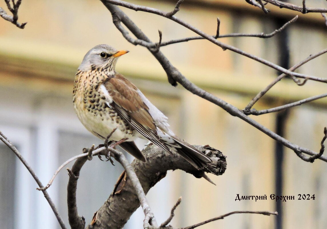А рябина где ? - Дмитрий Ерохин А рябина где ? - Дмитрий Ерохин