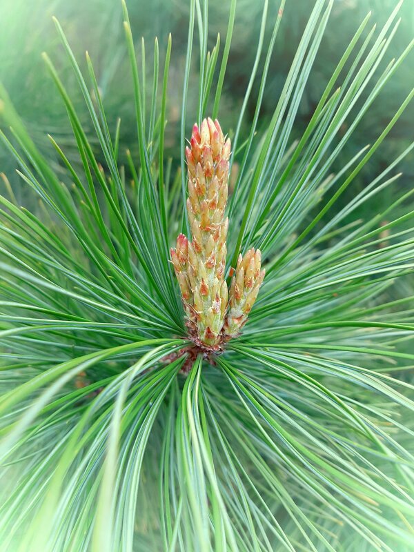 Green - Ирина Via Green - Ирина Via