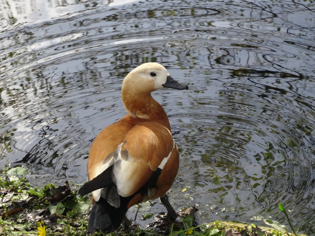 Огарь - Лидия Бусурина