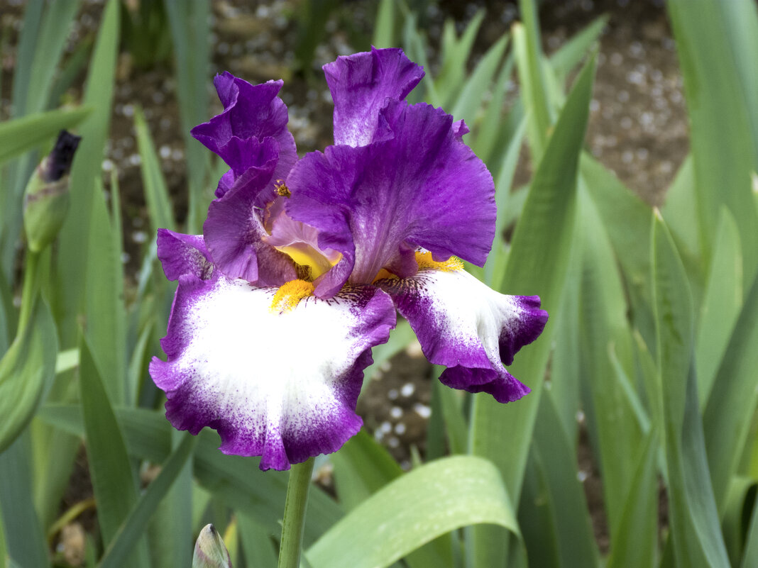 Фиолетовый  ирис - Валентин Семчишин