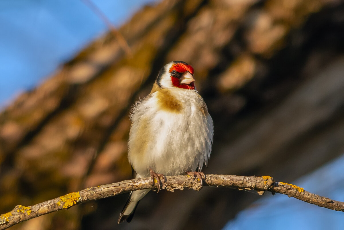 * - Виталий Емельянов * - Виталий Емельянов