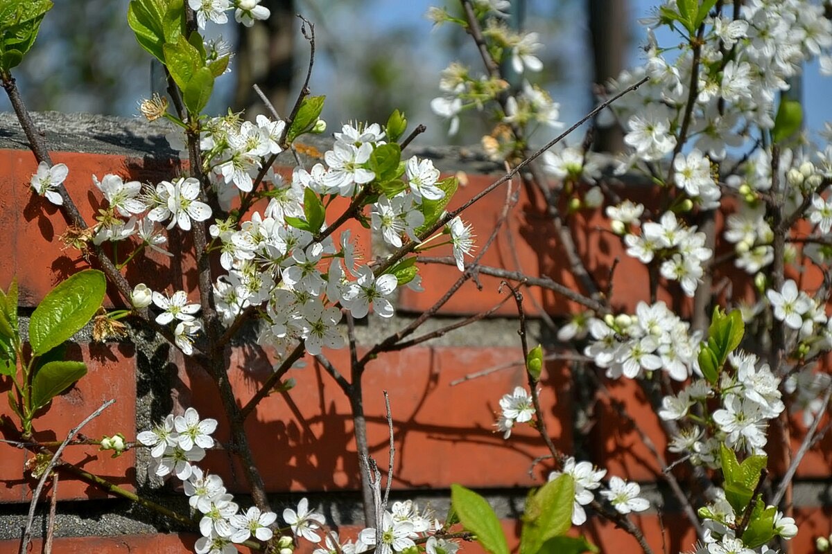 Цветущий май. - Михаил Столяров