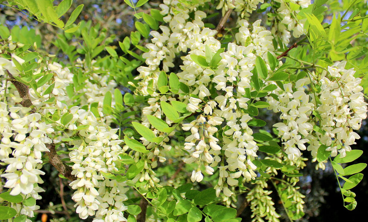 "Белой акации гроздья душистые" - Ирина "Белой акации гроздья душистые" - Ирина