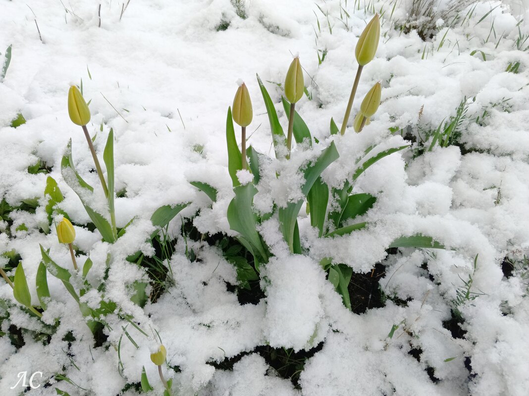 Возвращение зимы 04.05.24. - Любовь Сахарова