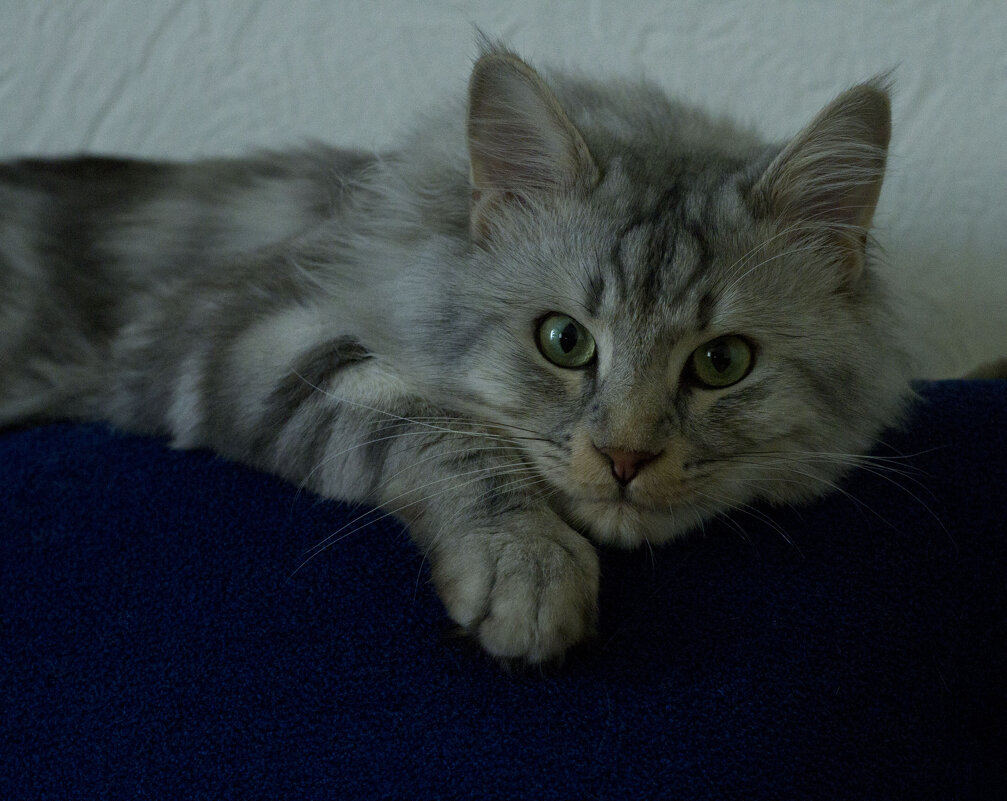 Домашний - Олег Денисов