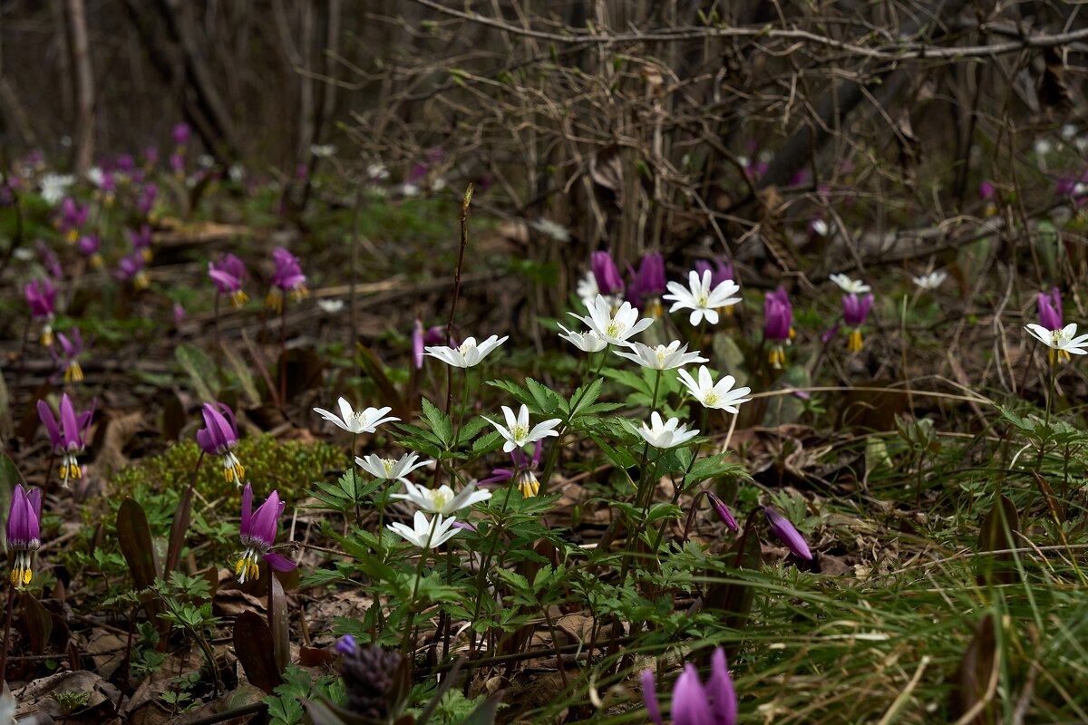 *** - Владимир 