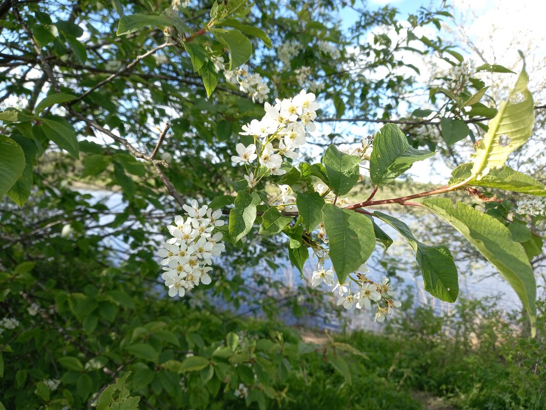 У озера - BoxerMak Mak