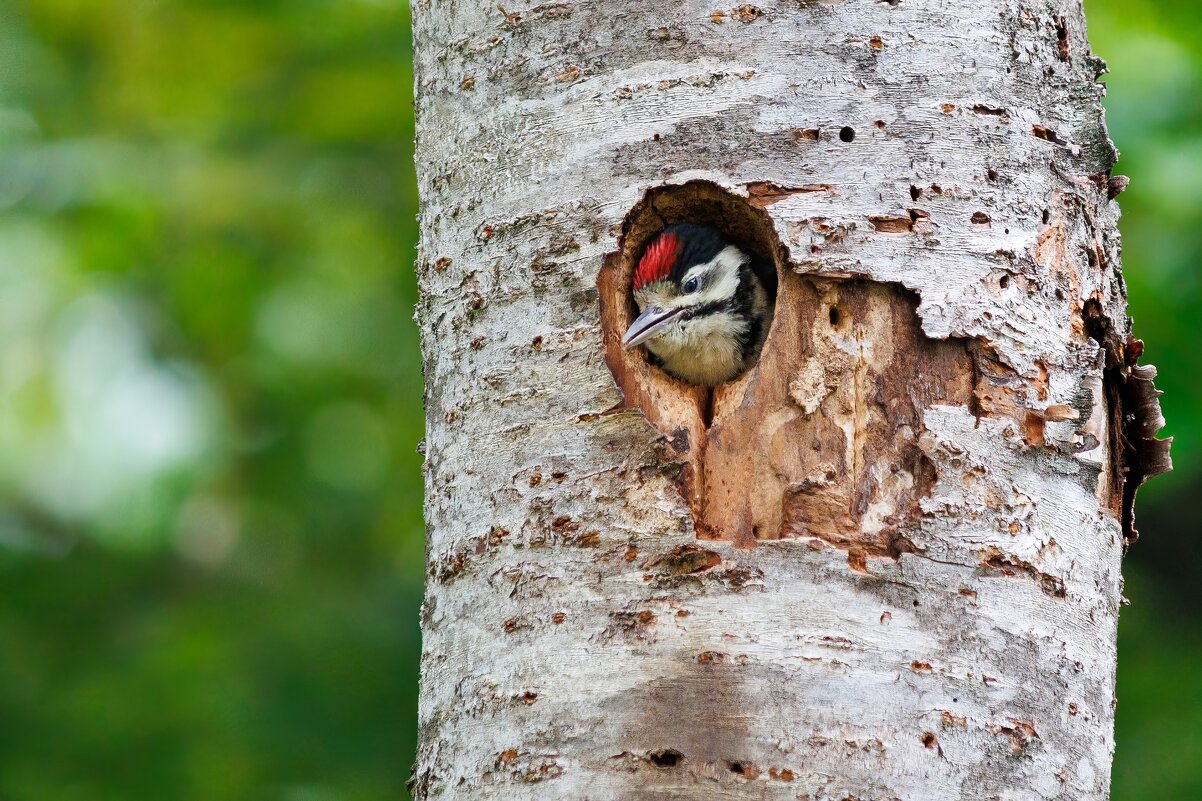 *** - Сергей Брюшинин