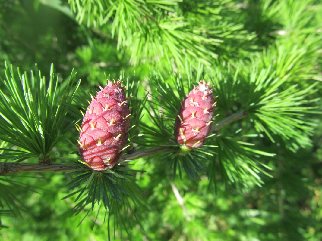 майские шишки - Елена Шаламова
